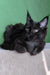 Veles | maine coon kitten