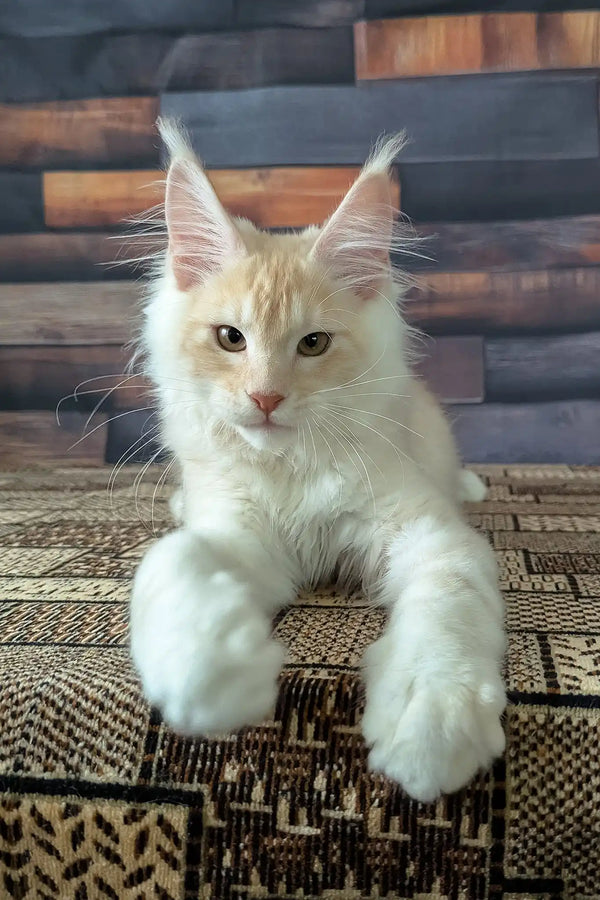 Velvet | maine coon kitten