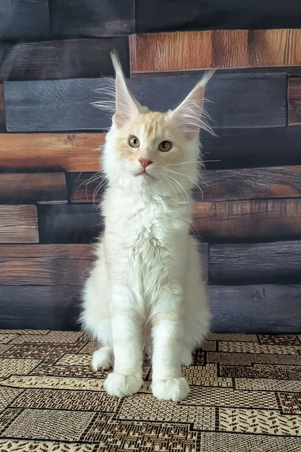 Velvet | maine coon kitten
