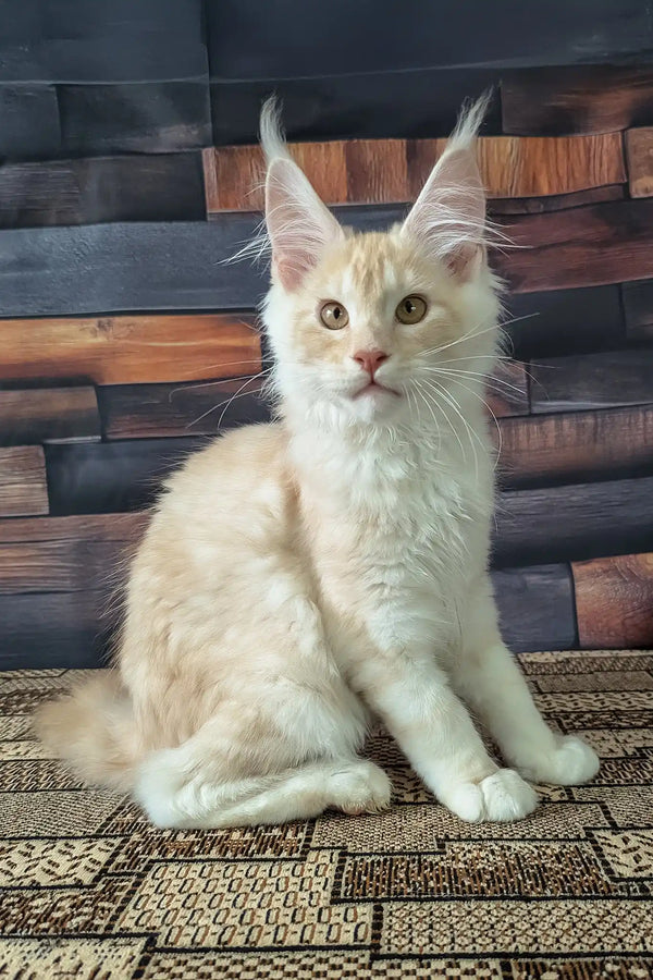 Velvet | maine coon kitten