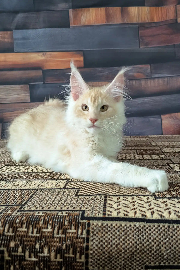 Velvet | maine coon kitten