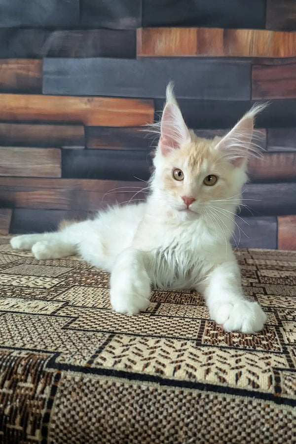 Velvet | maine coon kitten