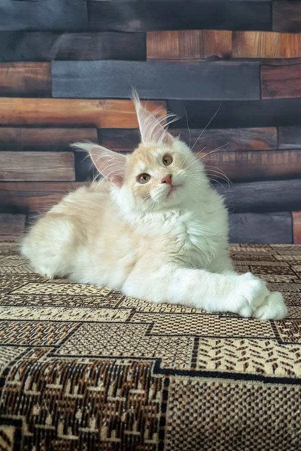 Velvet | maine coon kitten