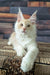 Velvet | maine coon kitten