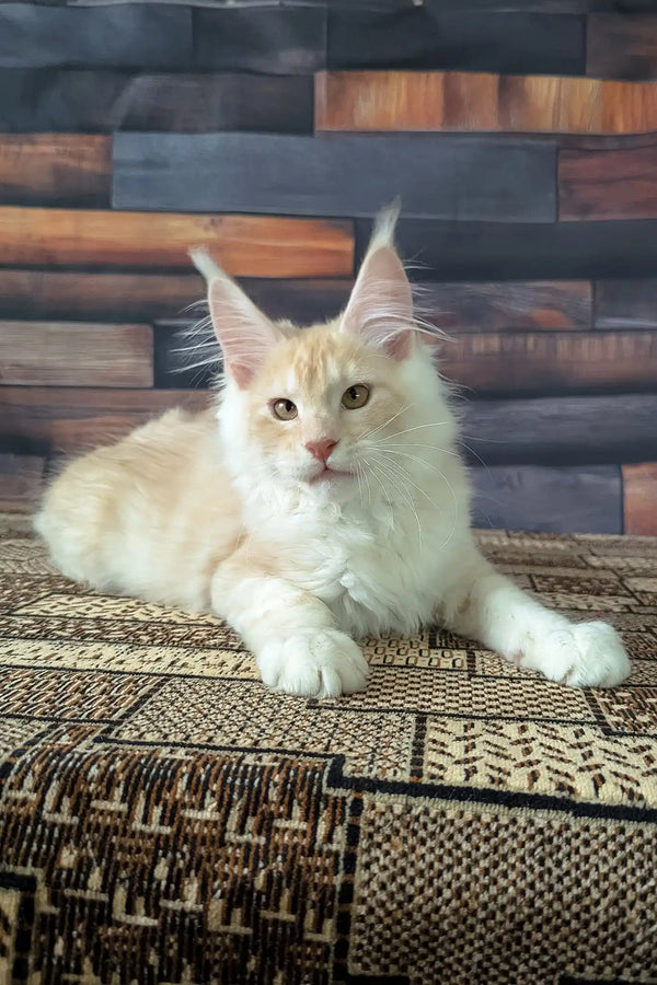 Velvet | maine coon kitten