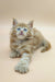 Fluffy light-colored Polydactyl Maine Coon kitten with striking blue eyes lying down