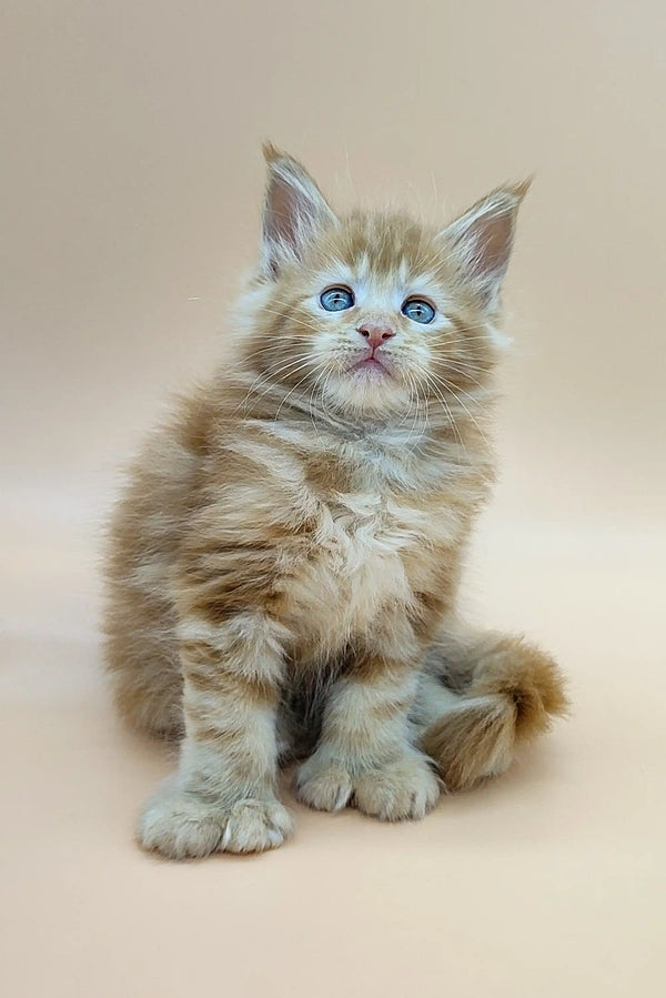 Fluffy polydactyl Maine Coon kitten with blue eyes and light brown fur