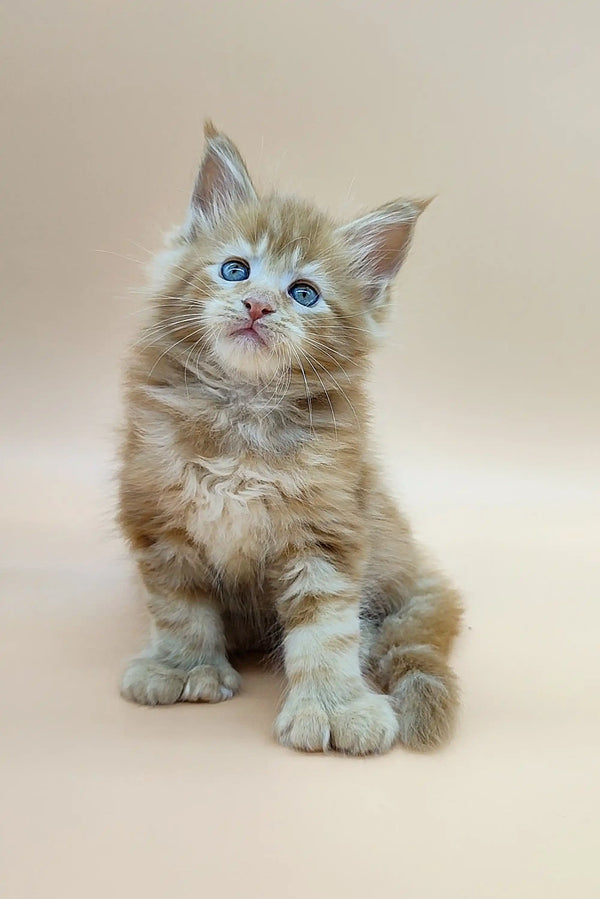 Adorable fluffy Polydactyl Maine Coon kitten with bright blue eyes and pink nose