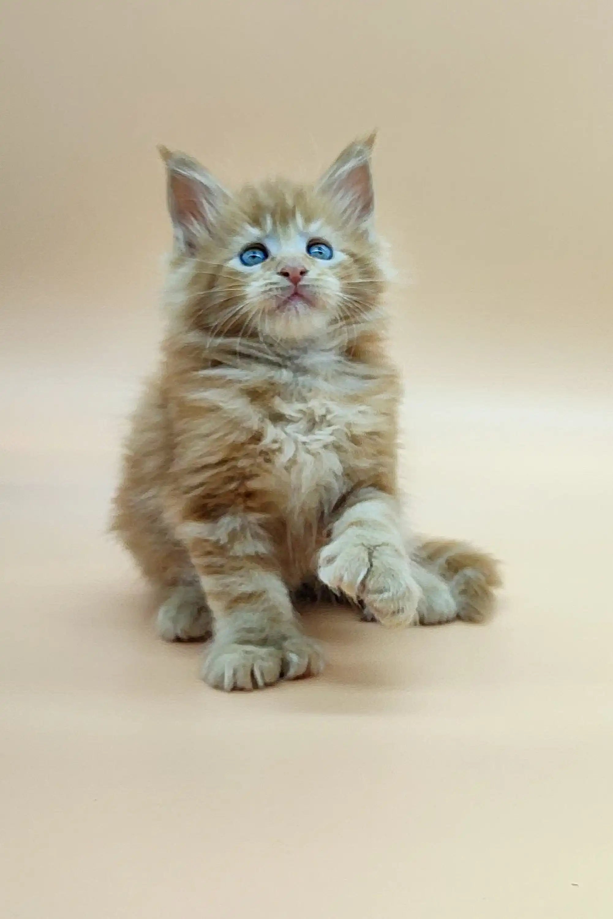 Maine Coon Kittens for Sale Velvet | Polydactyl