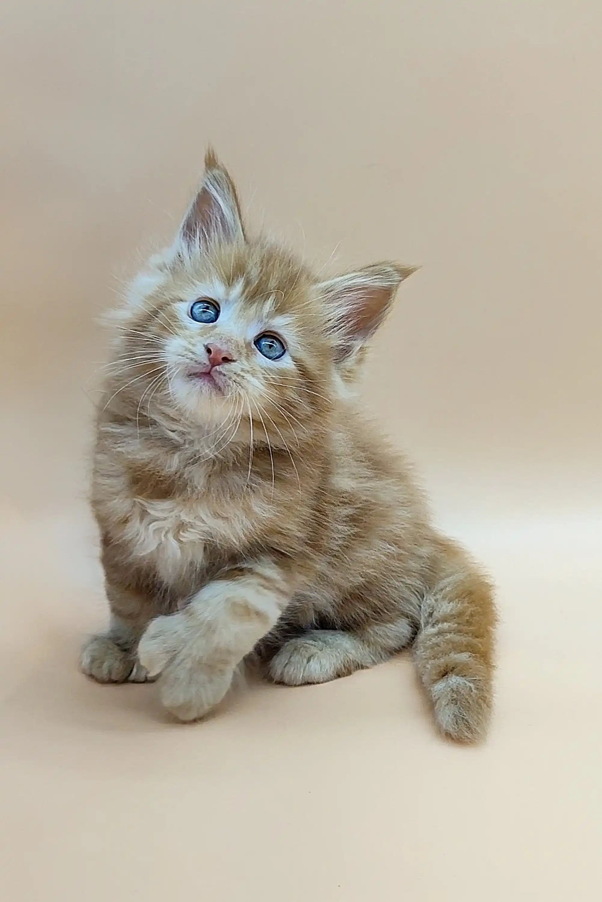 Maine Coon Kittens for Sale Velvet | Polydactyl