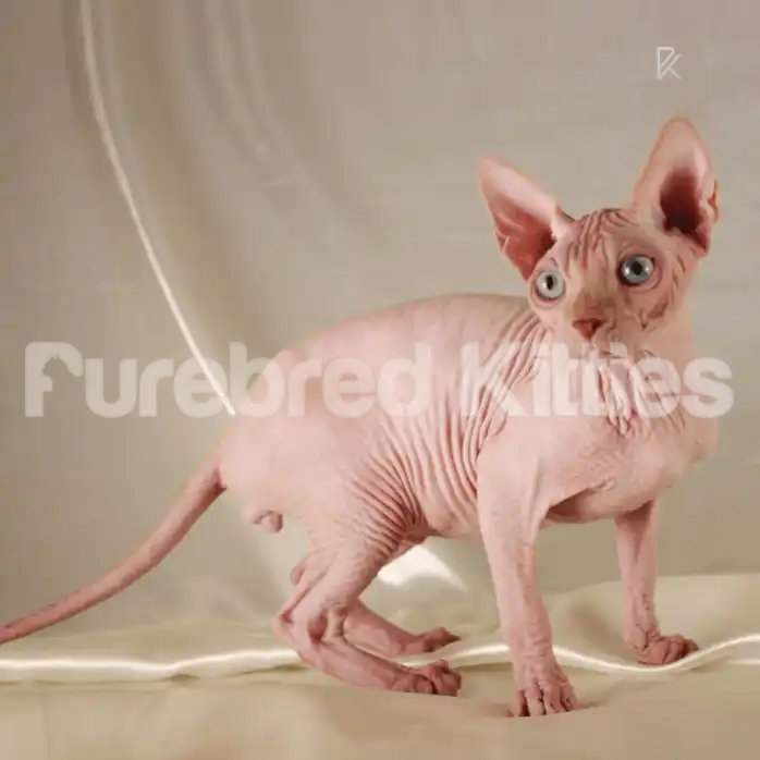 Sphynx Cats for Sale | Kittens For Velvet | Kitten