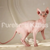 Sphynx Kitten Velvet with large ears, wrinkled pink skin available for air delivery from Jan 28th