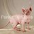 Hairless Sphynx cat with wrinkled pink skin and large ears Velvet Sphynx Kitten air delivery