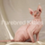 Hairless Sphynx cat with wrinkled pink skin and large ears from Velvet Sphynx Kitten jan 28th air delivery