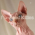 Hairless Sphynx cat with big ears and blue eyes in Velvet Sphynx Kitten air delivery form