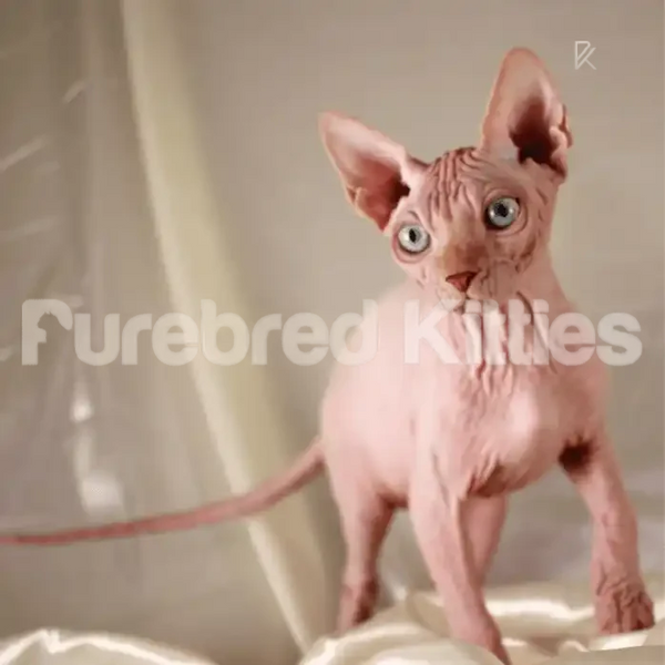 Hairless Sphynx kitten with large ears and bright blue eyes Velvet Sphynx Kitten Jan 28th