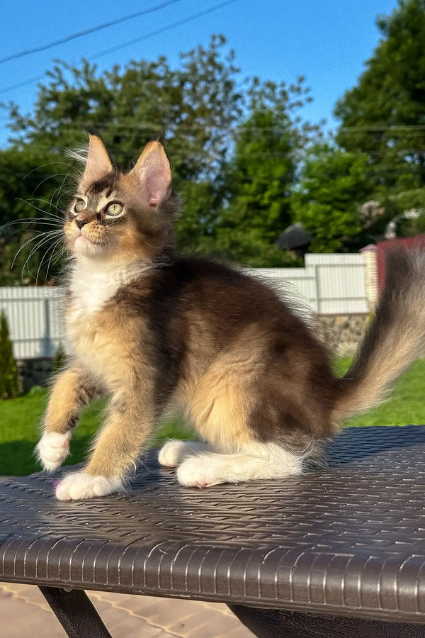 Venera | golden maine coon kitten