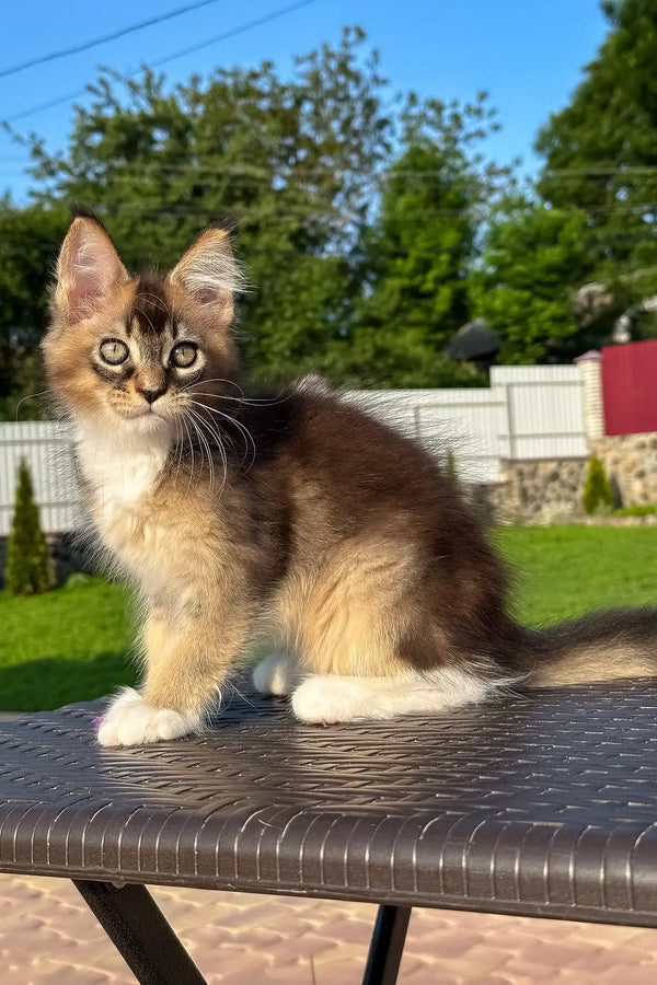 Venera | golden maine coon kitten