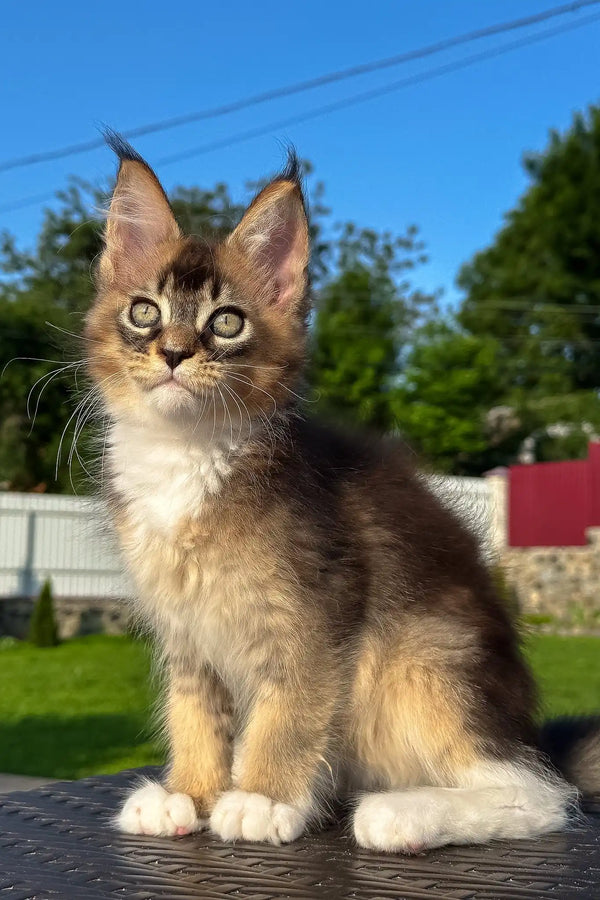 Venera | golden maine coon kitten