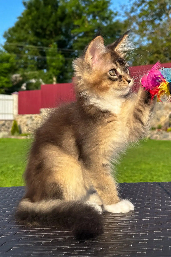 Venera | golden maine coon kitten