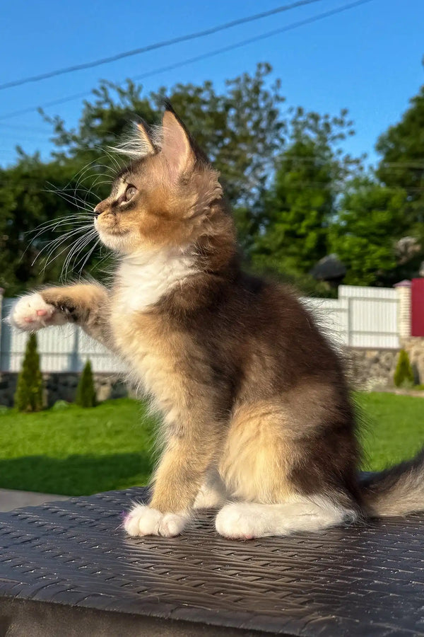 Venera | golden maine coon kitten