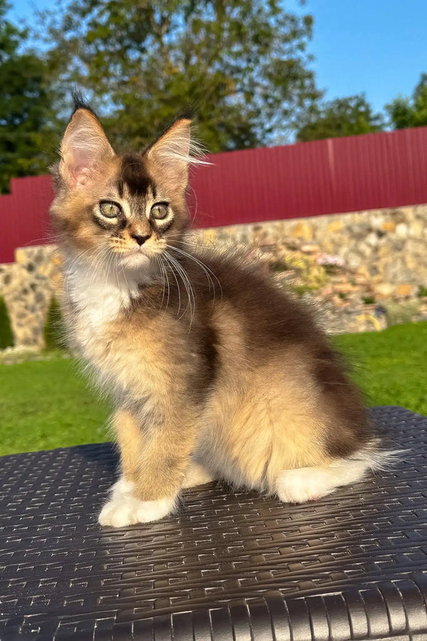 Venera | golden maine coon kitten