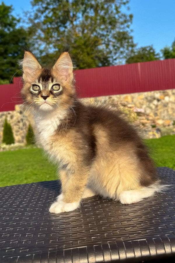 Venera | golden maine coon kitten