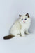 Fluffy white Ragdoll kitten named Venezia with gorgeous blue eyes