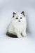 Fluffy white Ragdoll kitten named Venezia with gorgeous blue eyes