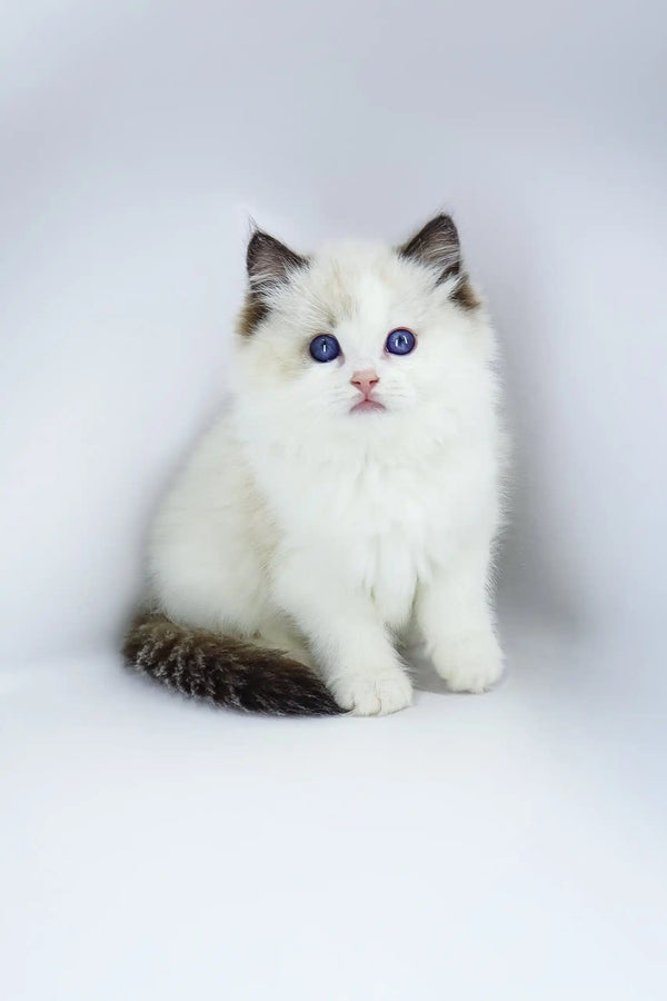 Fluffy white Ragdoll kitten named Venezia with gorgeous blue eyes