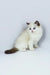 Fluffy white Ragdoll kitten with blue eyes in the Venezia collection