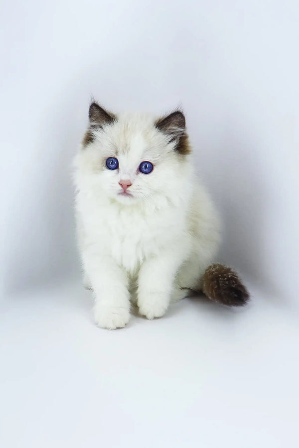 Fluffy white Ragdoll kitten named Venezia with stunning blue eyes