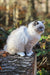 Fluffy gray and white Ragdoll kitten named Veniamyn looking adorable and playful