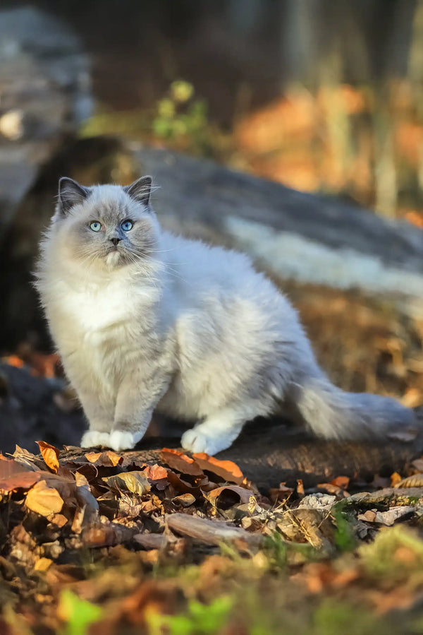 Fluffy gray and white Veniamyn Ragdoll Kitten with stunning blue eyes