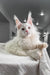 Elegant white Maine Coon cat featured in Venturo Maine Coon Kitten product