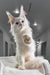 Fluffy white Maine Coon cat from Venturo’s Maine Coon Kitten collection