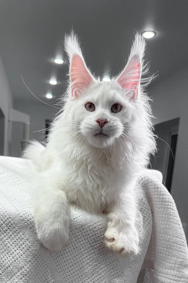 Fluffy white Maine Coon kitten from Venturo, perfect for your home cuddles