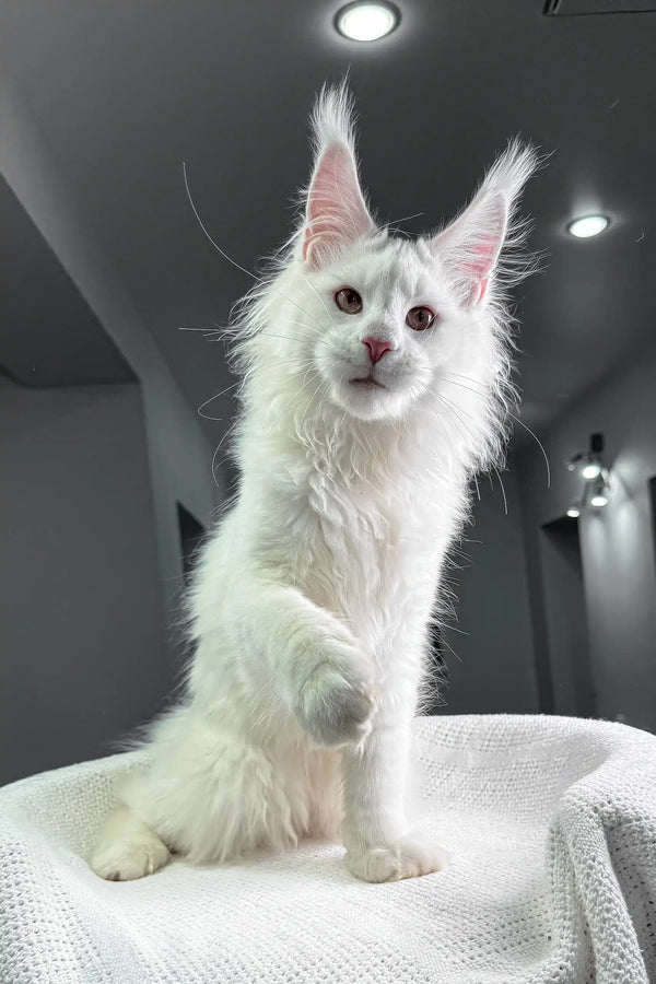 Fluffy white Maine Coon cat from the Venturo Maine Coon Kitten product line