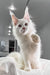 Fluffy white Maine Coon kitten Venturo playfully raising its paw