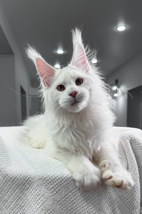 Majestic white Maine Coon cat featured in the Venturo Maine Coon Kitten product