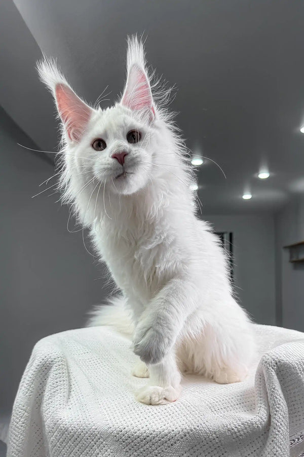 Majestic white Maine Coon cat featured in Venturo Maine Coon Kitten product