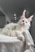 White Maine Coon cat featured in Venturo Maine Coon Kitten product display