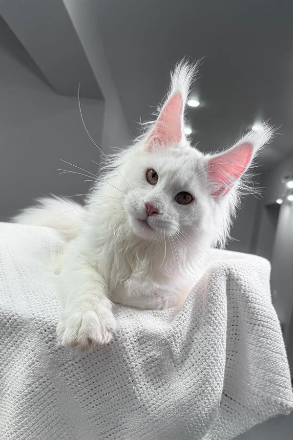 White Maine Coon cat in the Venturo Maine Coon Kitten product display
