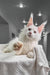 White Maine Coon cat in the Venturo Maine Coon Kitten product display