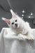 White Maine Coon kitten featured in the Venturo Maine Coon Kitten product