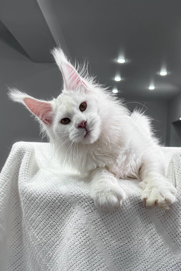 White Maine Coon kitten featured in the Venturo Maine Coon Kitten product