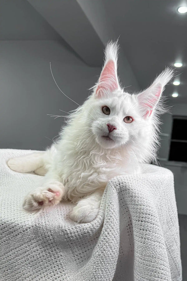 Adorable White Maine Coon cat featured in Venturo Maine Coon Kitten product