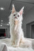 White Maine Coon cat from the Venturo Maine Coon Kitten collection