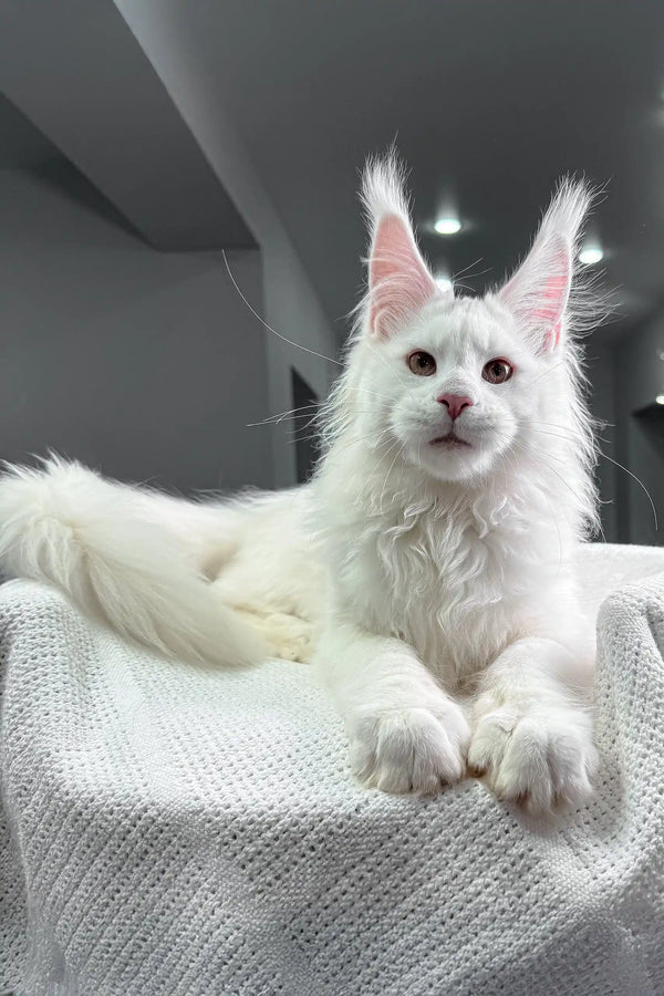 White Maine Coon cat in the Venturo Maine Coon Kitten product display