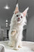 White Maine Coon cat with tufted ears featured in Venturo Maine Coon Kitten product